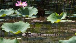 Kakadu Tour Crocodile at Yellow Water