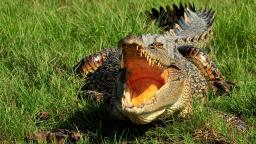 Crocodile at Corroboree billabong