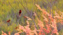 Crimson finch at Fogg Damn