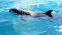 Pilot whale seen on a Cobourg Peninsula tour
