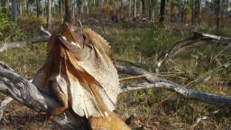 Frill neck lizard seen on tour with Venture North