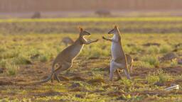 Wallabies in Kakadu National Park 