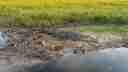 Yellow Water Billabong - crocodile