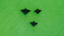 Marine wildlife at Cobourg - Manta Rays