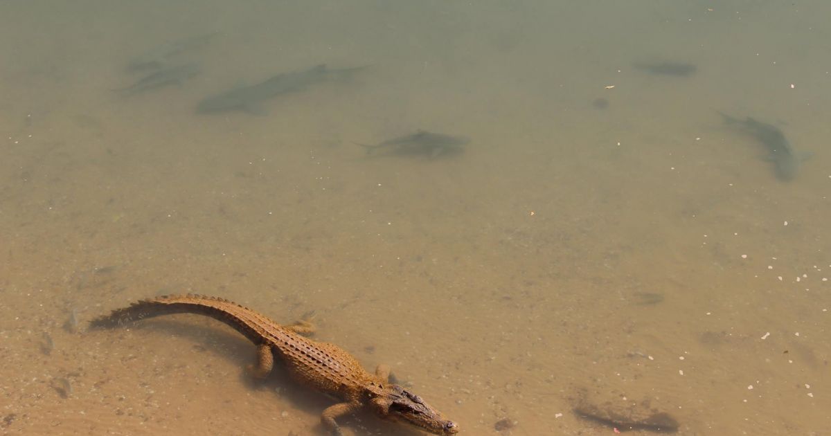 Trepang Collecting; a Dangerous Job on the Cobourg Peninsula!