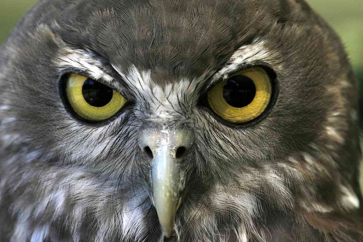 Barking Owl Feasts On Sugar Gliders Cobourg Peninsula