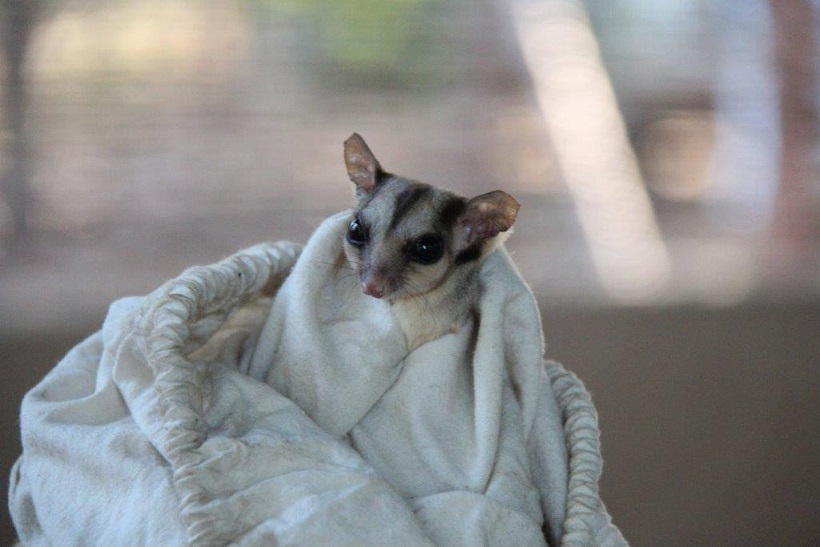 cobourg-peninsula-savannah-glider