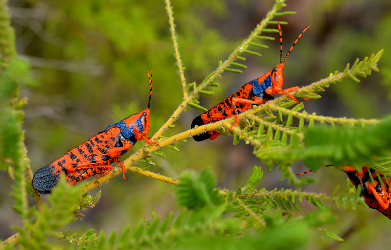 kakadu-wildlife-wet-season-leichardts-grasshopper