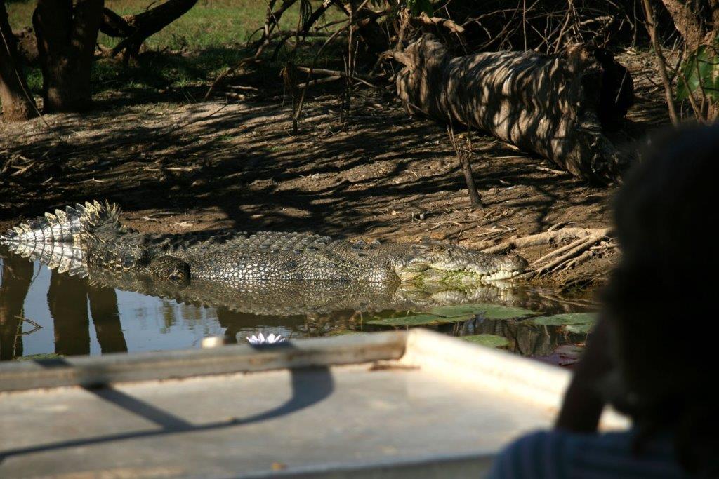 kakadu-tours-crocodile-spotting