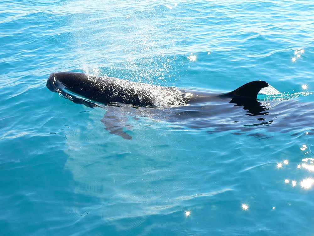 pilot-whale-cobourg-marine-park