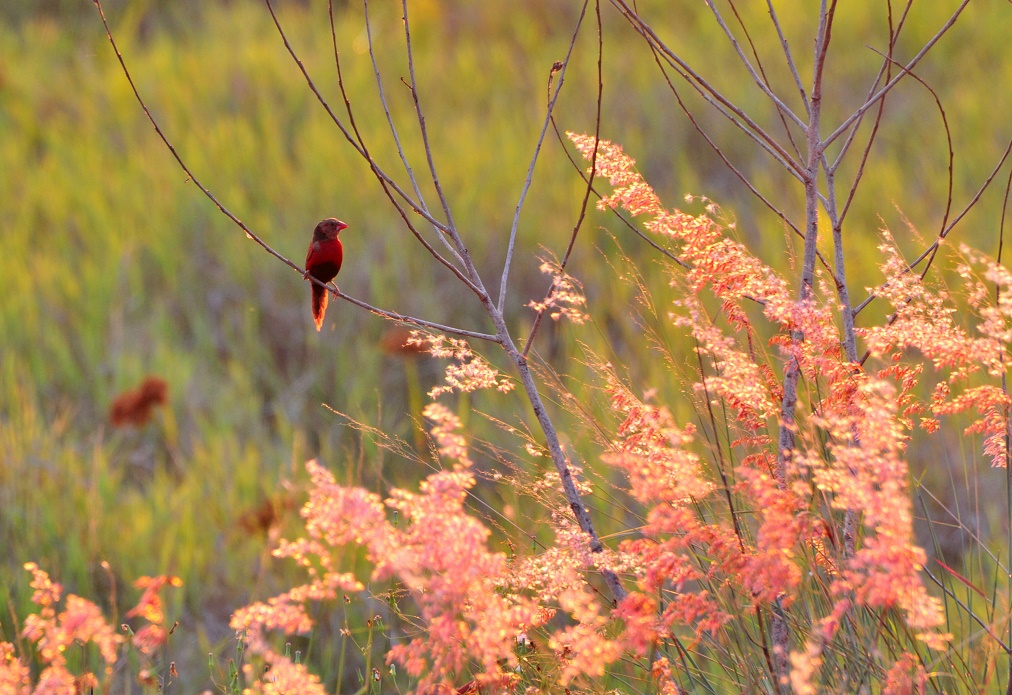 content/images/Bird_Kakadu.jpg