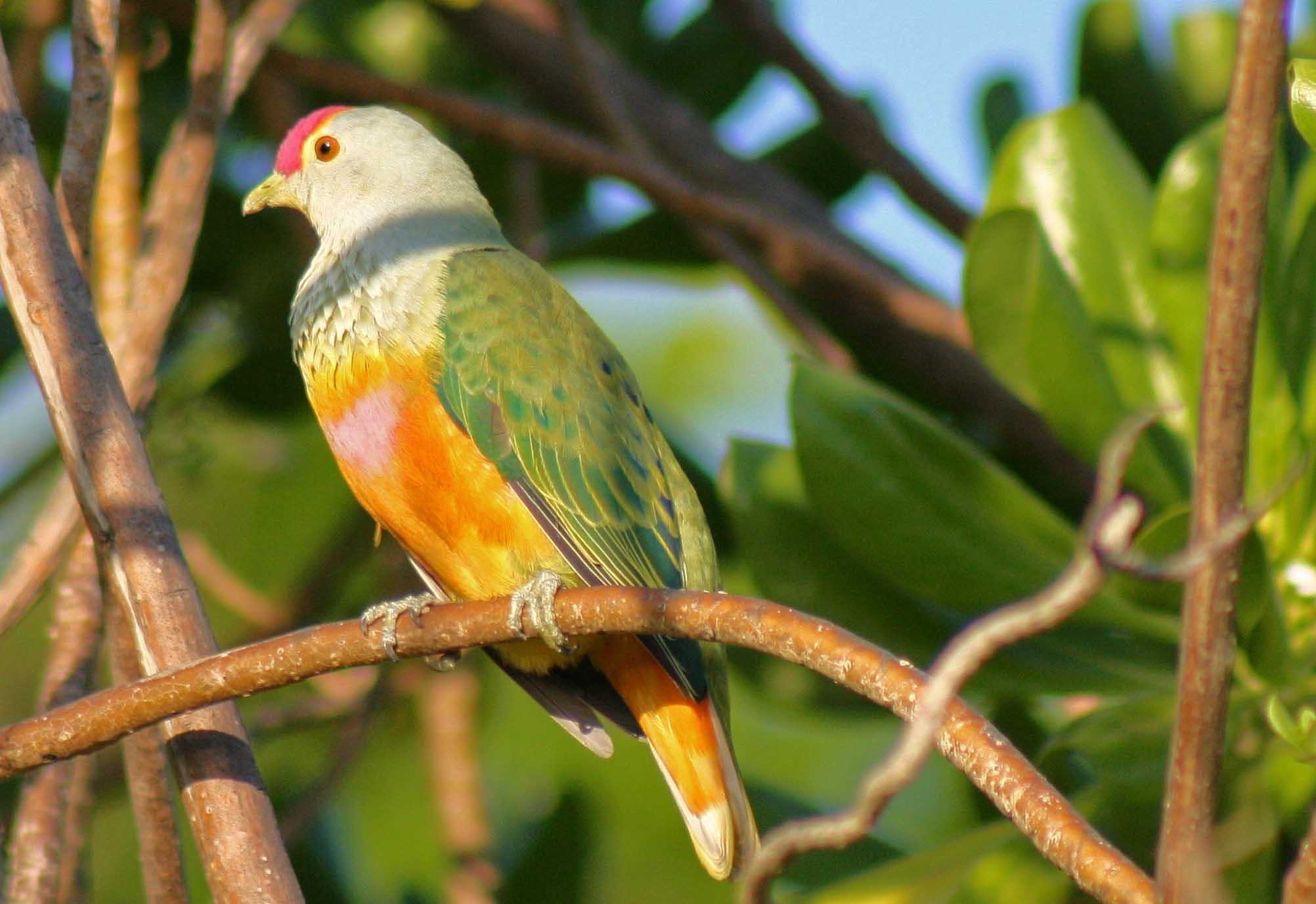 northern territory bird tours