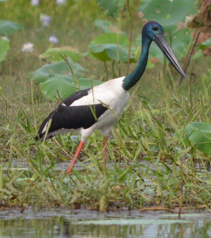 Kakadu-black-necked-stork-yellow-water