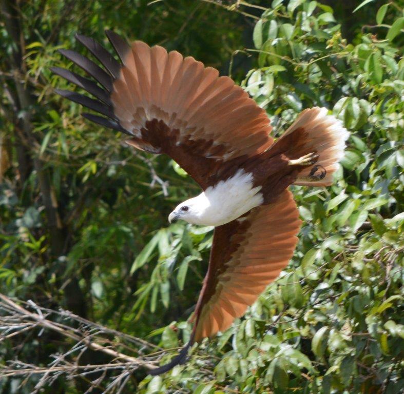 a-bird-watching-tour-of-the-top-end-sea-eagle