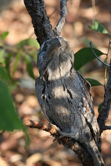 tawny-frogmouth-owl