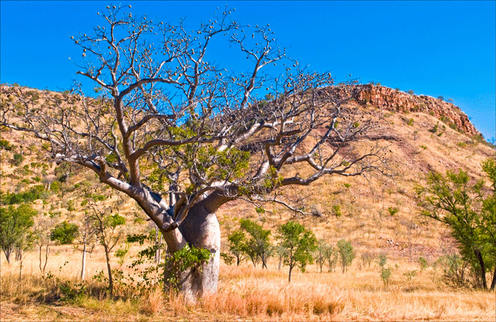 kimberley-tours-boab-tree