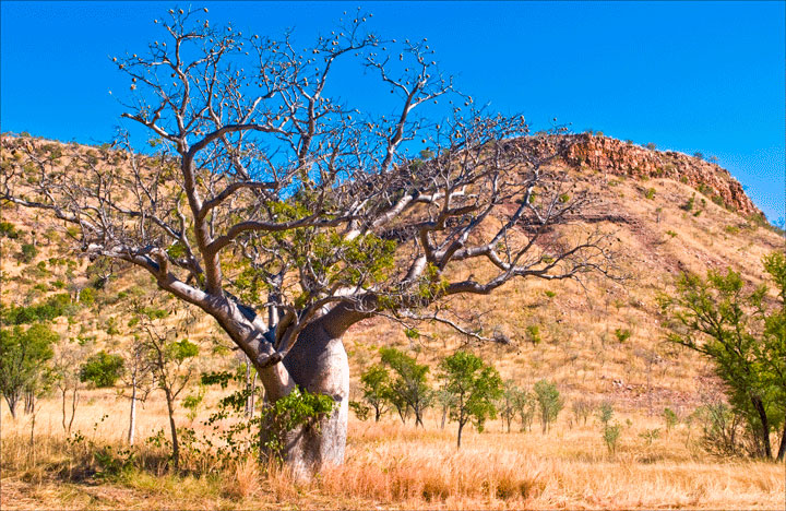 kimberley-tour-from-kununurra