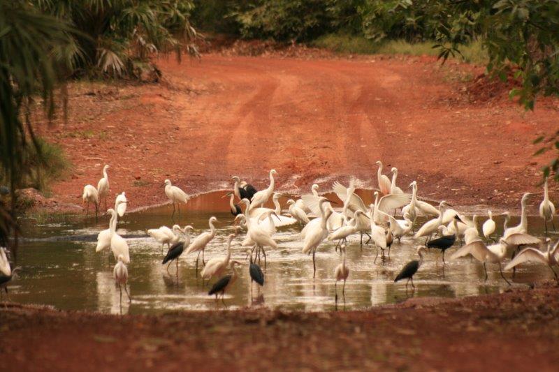 kakadu-tours-and-arnhem-land-birdlife-tours