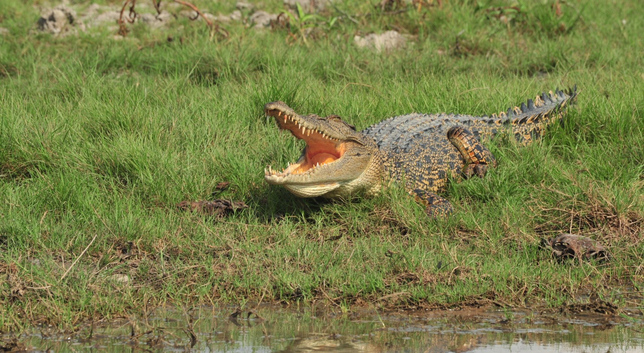 the-crocodile-dundee-kakadu-tour