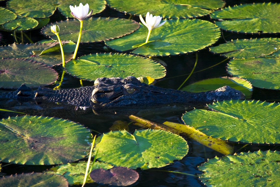 crocodile-yellow-water-billabong-kakadu