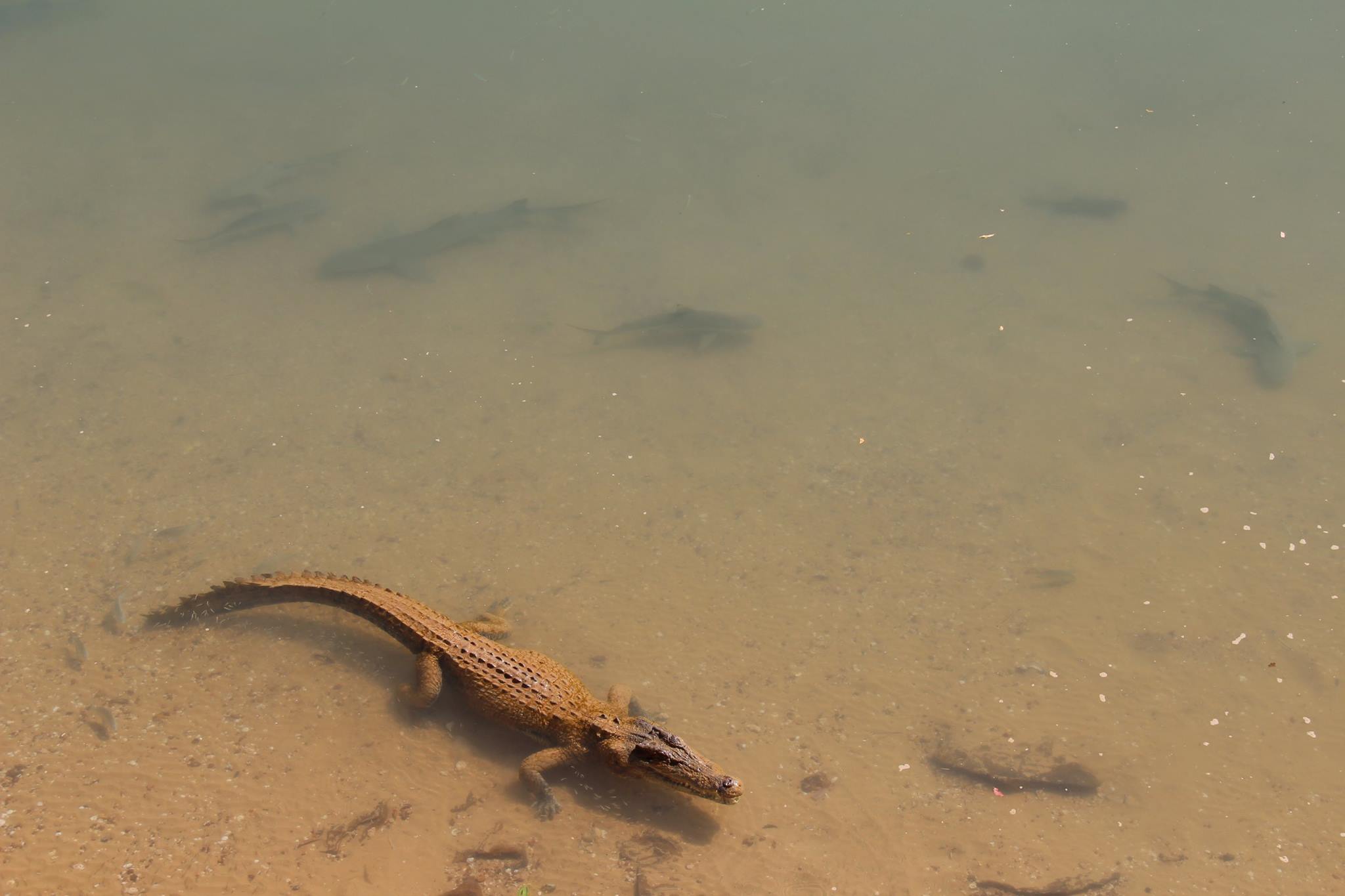 crocodile-cobourg-coastal-camp