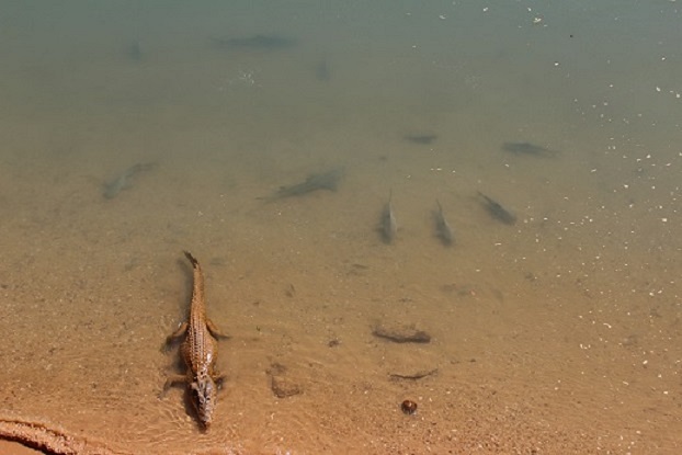 dangerous-waters-arnhem-land-croc-sharks