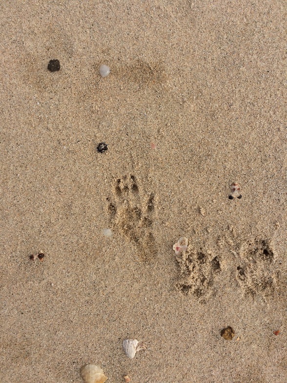 cobourg-peninsula-quoll-tracks