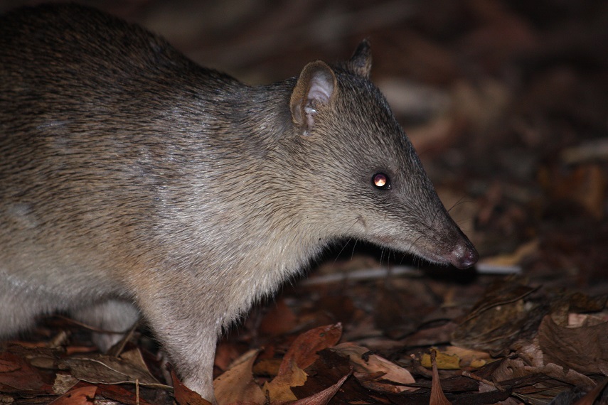 cobourg-peninsula-northern-brown-bandicoot