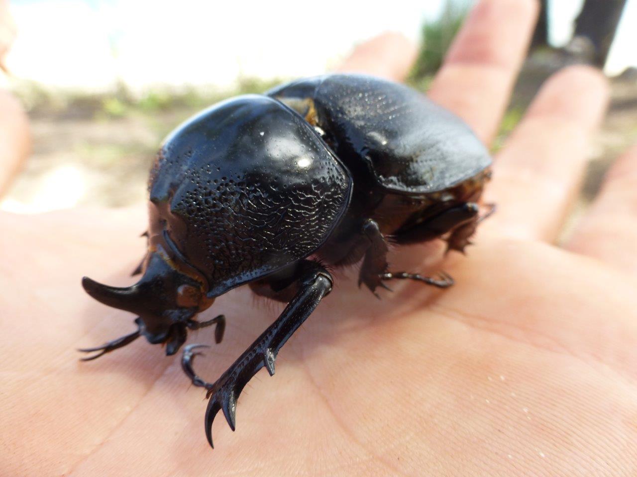 rhinoceros-beetle-arnhem-land