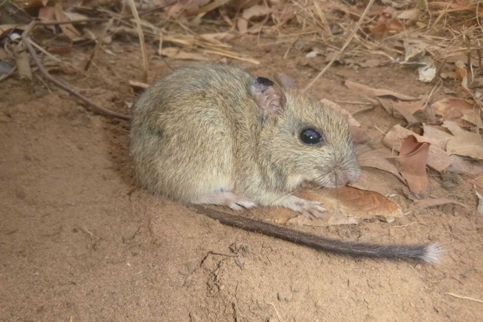 cobourg-peninsula-brush-tailed-rabbit-rat