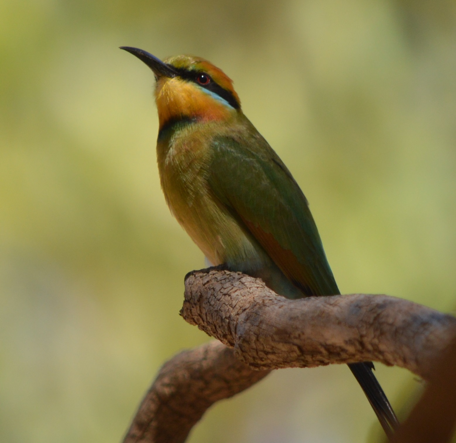 a-birdwatching-tour-of-the-top-end-rainbow-bee-eater
