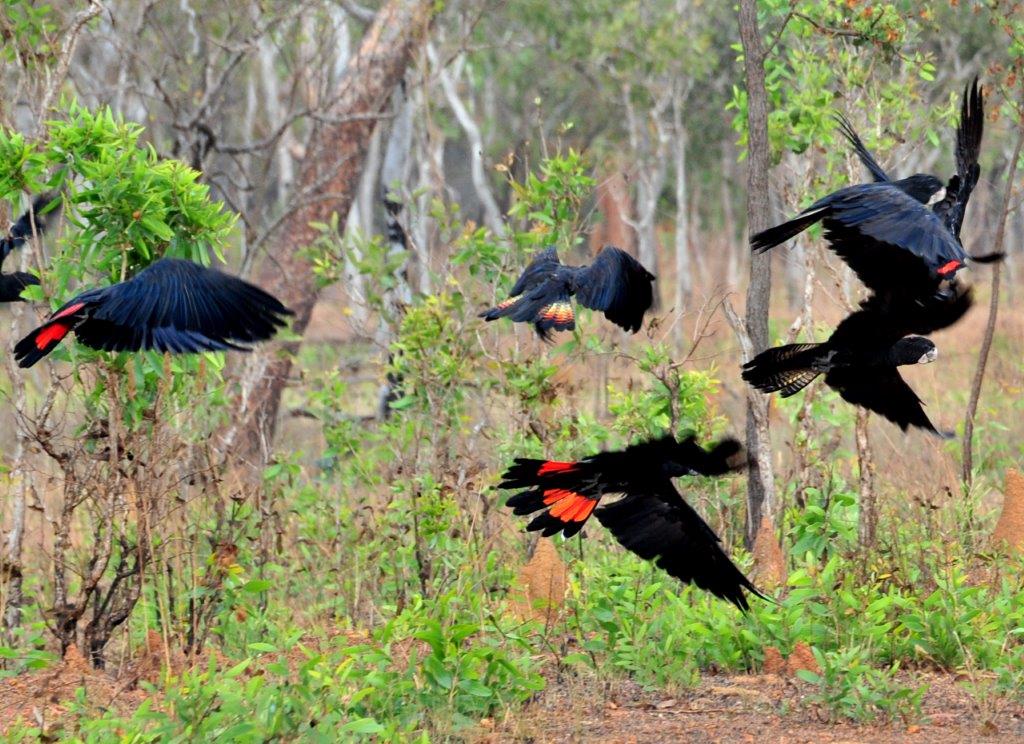 6-day-east-arnhem-land-tour-from-darwin-black-cockatoo