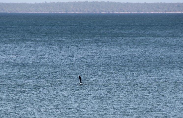 trepang-diver-cobourg-peninsula