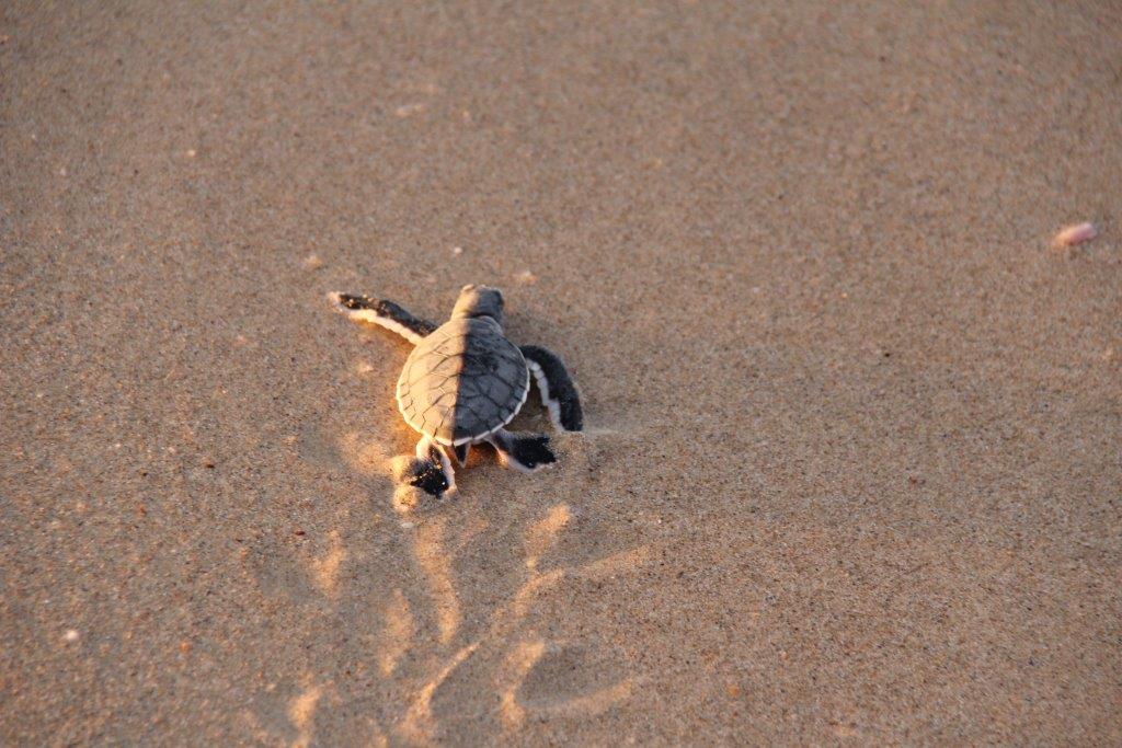 green-turtle-hatchlings-cobourg-peninsula