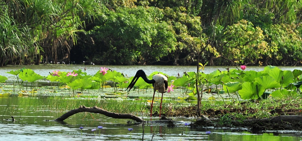 jabiru-eating-a-fish-at-yellow-water-billabong