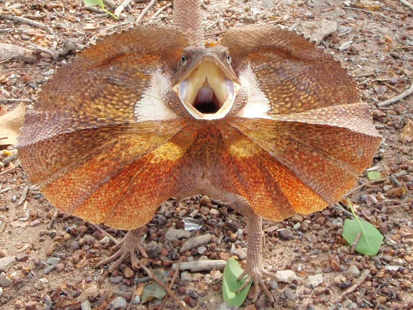 arnhem-land-wildlife-tours-frillneck-lizard