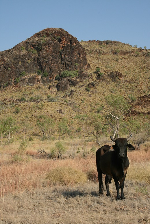 kimberley-tours-and-outback-station-stays