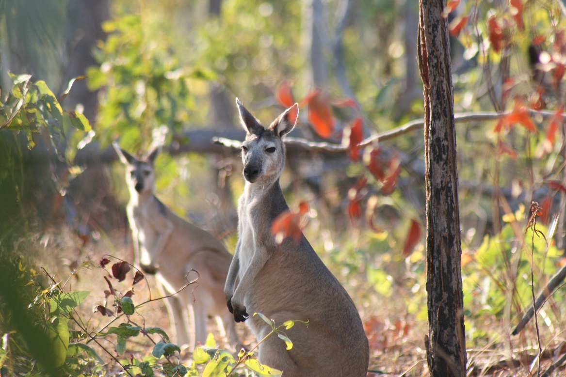 kakadu-tours-and-arnhem-land-wildlife-tours-kangaroo