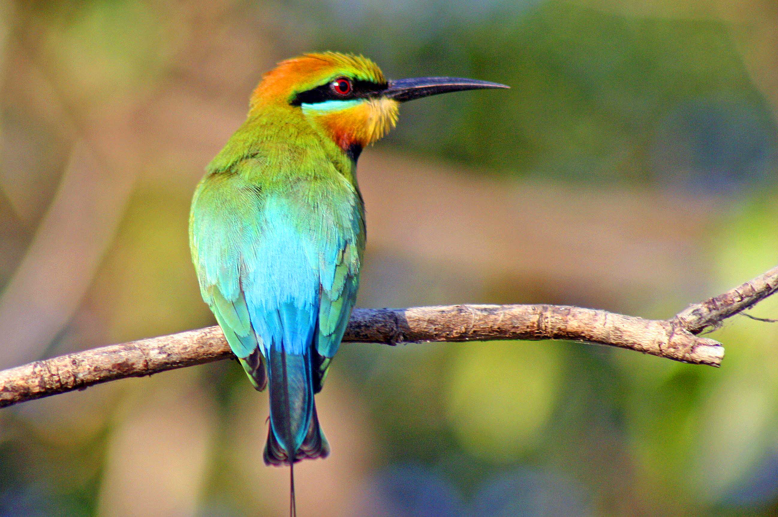 northern territory bird tours